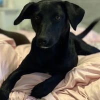 Darf ich vorstellen Prinzessin Ebony..., Hündin zur Adoption