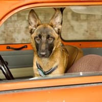 Skalina sucht ihr Glück..., Hündin zur Adoption