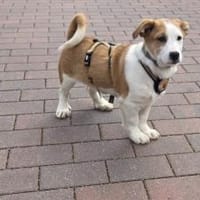 Wer verliebt sich in den kleinen Toffy?, Hund zur Adoption