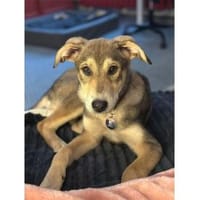 Mayli2 - wartet in 15848 Beeskow, Hündin zur Adoption