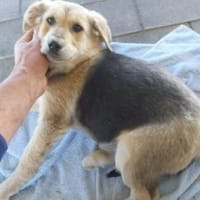 Fietje 35 cm (Apr 26) Pflegestelle, Hund zur Adoption