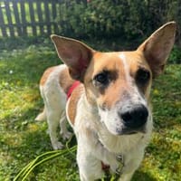 Malibu ist ein zartes Seelchen 🐾, Hündin zur Adoption