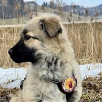 Flora - zuckersüß und lieb, Hündin zur Adoption