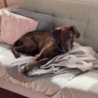 Dino 💕zauberhafter Schatz auf PS in Nds, Hund zur Adoption