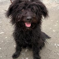 James° 61250 Usingen, Hund zur Adoption