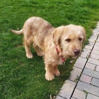 Yoshi, der Denker, Hund zur Adoption