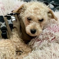 Rumli  in 72664 Kohlberg, Hund zur Adoption