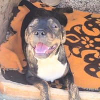 Kent, Hund zur Adoption