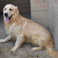 Jonathan Sensibelchen, Hund zur Adoption