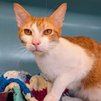 TOURETTE, chatte à adopter