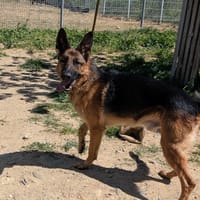 COOPER, chien à adopter