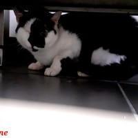 Caline, chatte à adopter