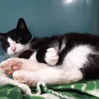 Cartoon, chat à adopter