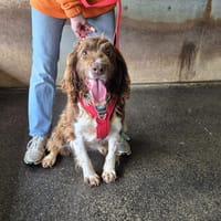 WHISPER, chien à adopter