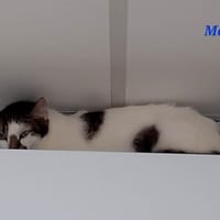 MALTE, chat à adopter