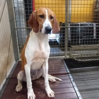 VIDAME, chienne à adopter