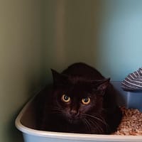 TOBIE, chatte à adopter