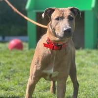 FORET, chienne à adopter