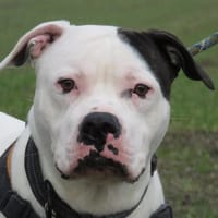 PATCH, chien à adopter