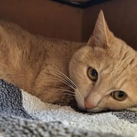 MOKA, chat à adopter