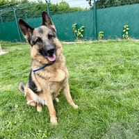 NEWTON, chien à adopter