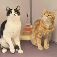 DOUNA, chatte à adopter