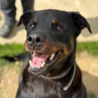 alpha, chien à adopter