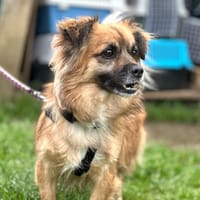 Kitkat, chien à adopter