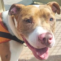 Arnaud PAA24131, chien à adopter