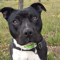 Aiko, chien à adopter