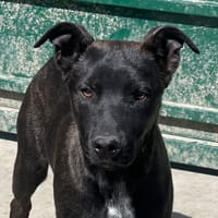 TAYRA, chienne à adopter