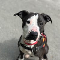 stella, chienne à adopter