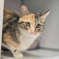 PETIT PAS, chatte à adopter