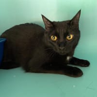 HINA, chatte à adopter