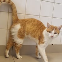 PONCHO, chat à adopter