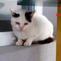 DOUDOU, chat à adopter