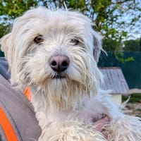DOUDOU, chien à adopter