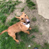 LAYKA, chienne à adopter