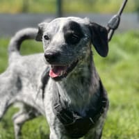 COCO, chien à adopter