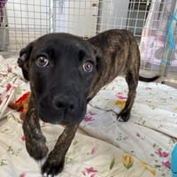 ZELDA, chienne à adopter