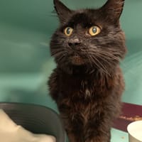 LULU C, chat à adopter