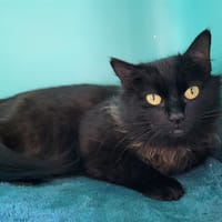 HORTENSIA, chatte à adopter