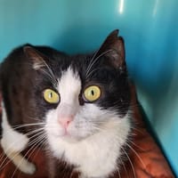 CHARLOTTE, chatte à adopter