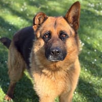 Trevor CAA15075, chien à adopter