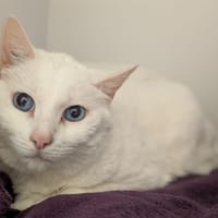 BLUE, chat à adopter