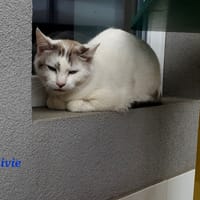 BOLIVIE, chatte à adopter
