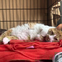 BRIOCHE, chatte à adopter