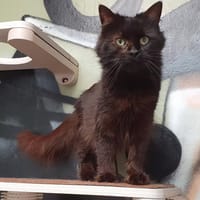 IVOIRE C, chatte à adopter