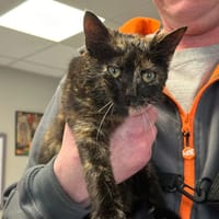 AZALEE, chatte à adopter