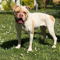 Ozyriss CAA15076, chienne à adopter